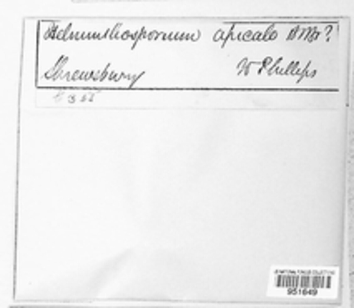 Varioseptispora apicalis image